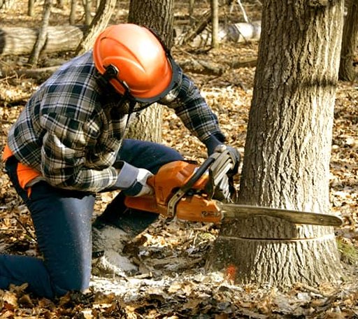 Tree Removal in Mount Sidney, VA